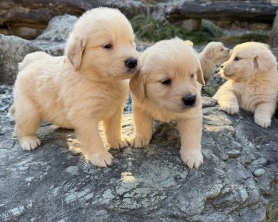 puppy-goldenretriever-29